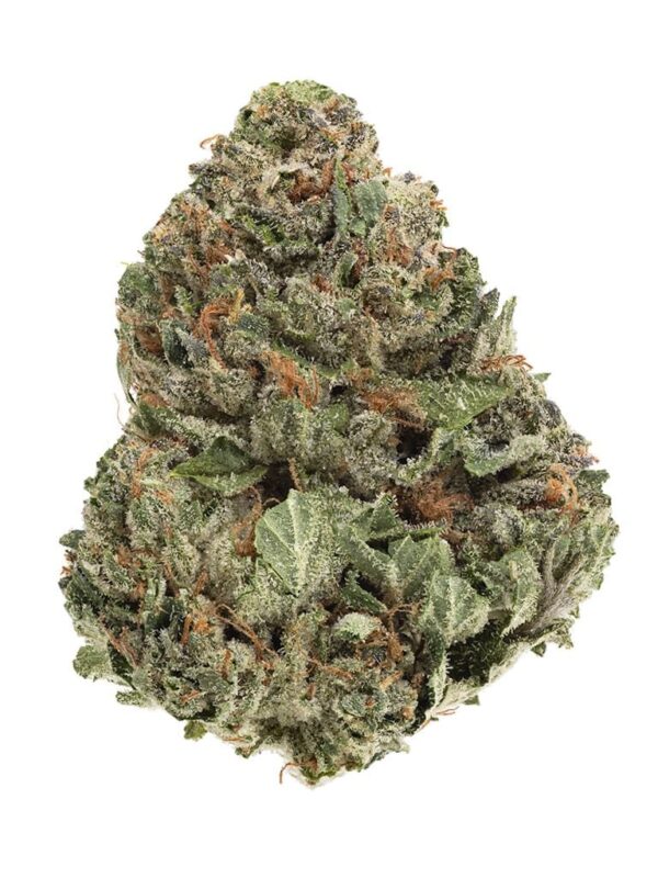 Bandwagon Hybrid 28g by Homestead