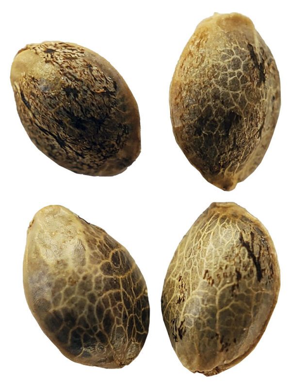 Durban Violette - Cannabis Seeds