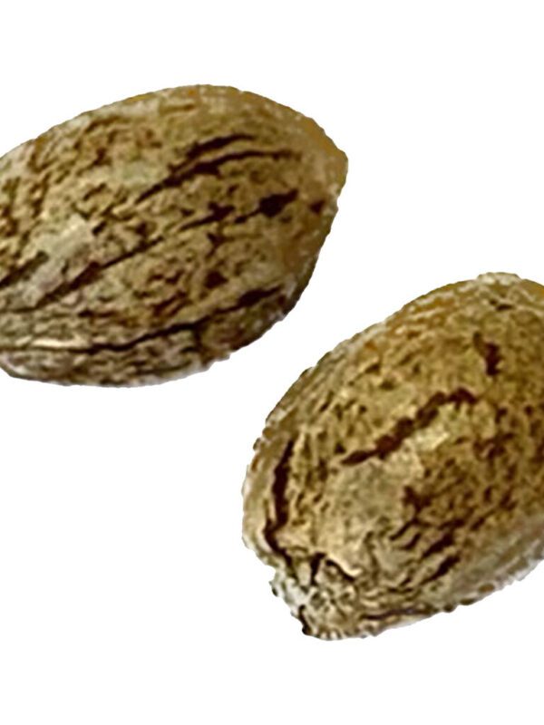 Modified Animal Cookies - Feminized 1 Pack Seeds