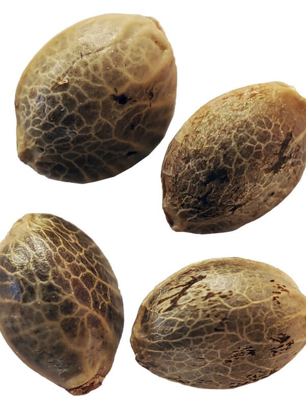 Plum Kushwave Seeds 4 Pack Seeds <br>Sativa