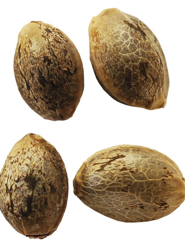 Sugar Diesel Feminized Autoflower Seeds