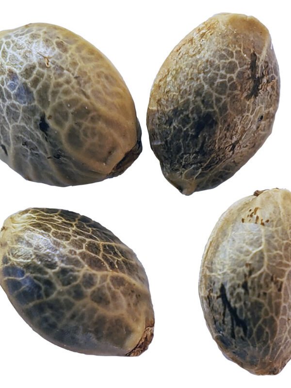 Haze-Drenched Seeds 4 Pack <br>Sativa