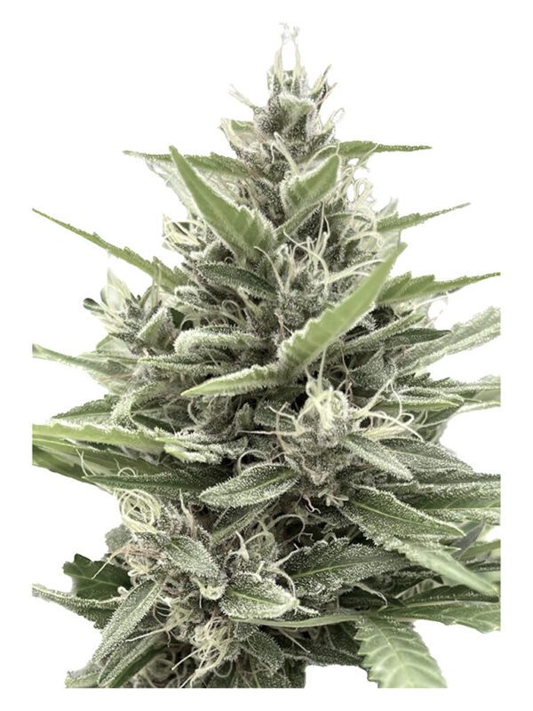 Modified Animal Cookies