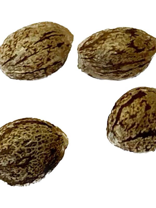 Mendocino Cherry Pie