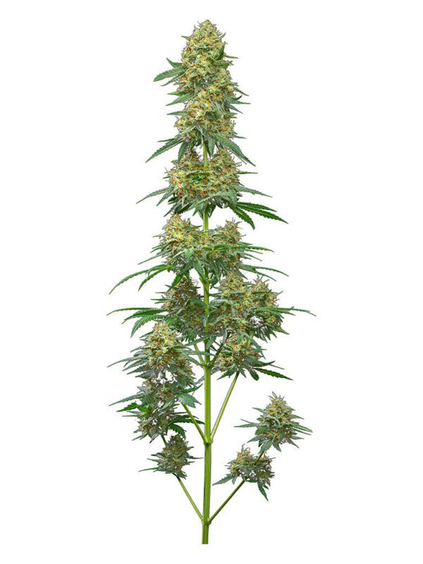 Buy Cannabis Seeds Canada