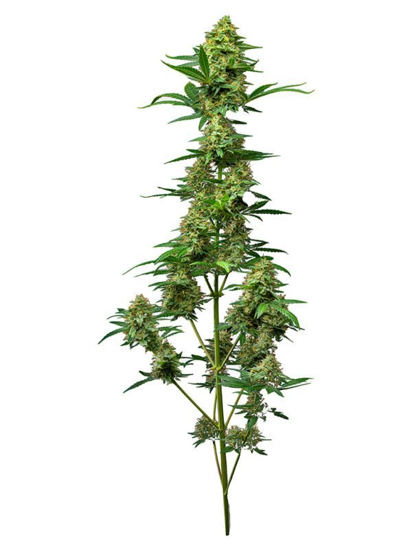 Buy Cannabis Seeds Canada