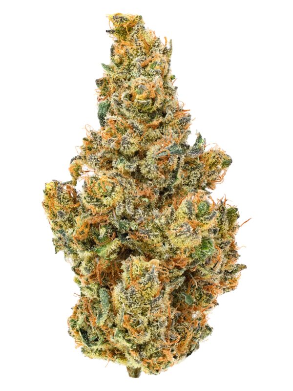 BC Organic Dancehall