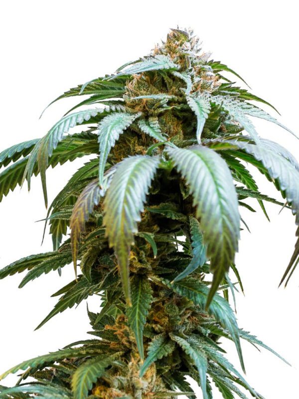 Buy Cannabis Seeds Canada