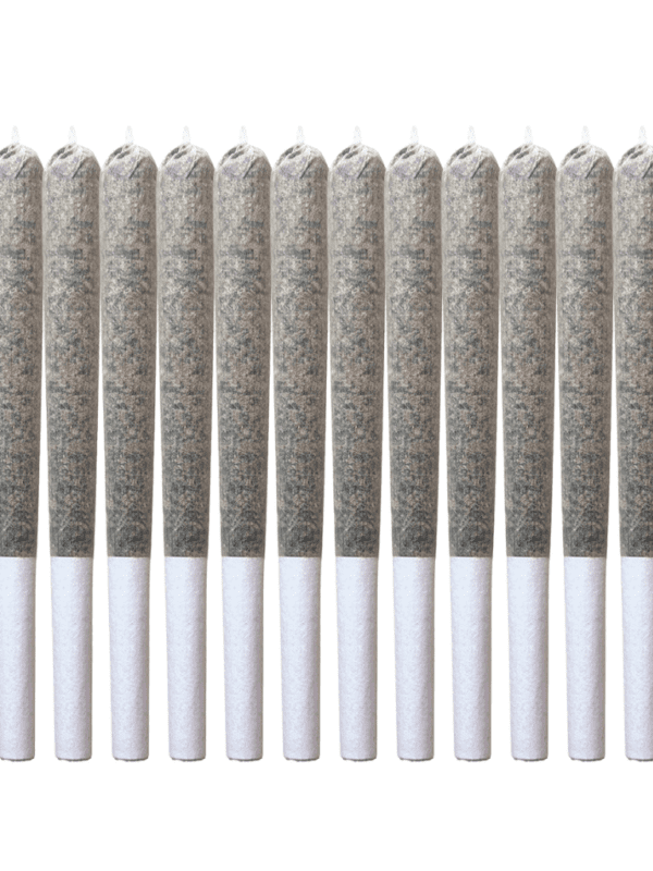 Miami Daze(Guru) Pre-Rolls 14 Pack <br>Sativa <br>28.13%