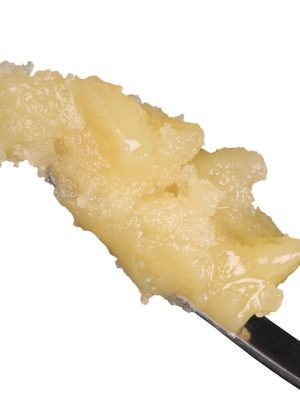 Sauce Rosin Labs Holy Grail Signature Live Rosin 1g jar showing premium wet batter texture and light golden solventless concentrate quality.