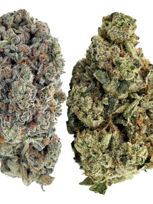 Jack Pack 7g – Jack Herer | Montrose Cannabis